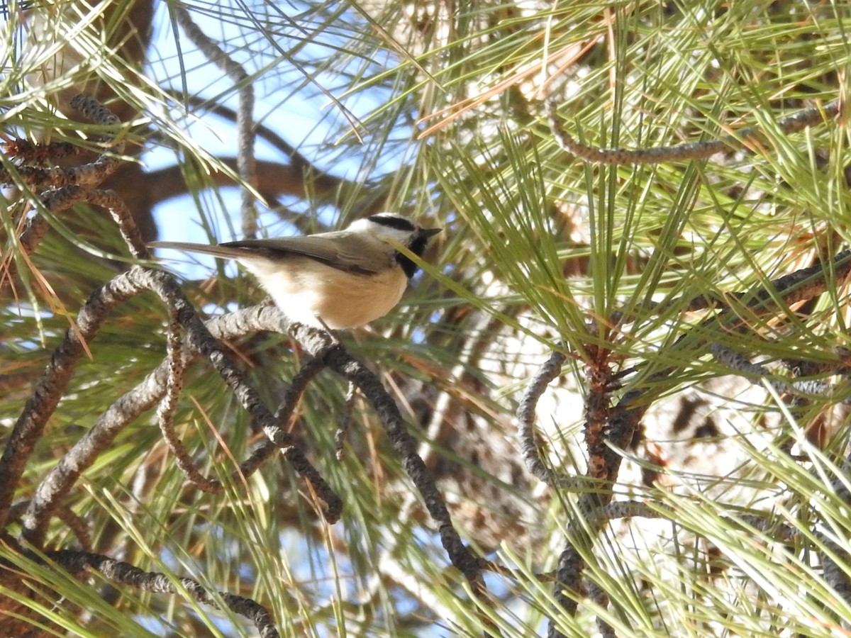 Mountain Chickadee - ML82732581