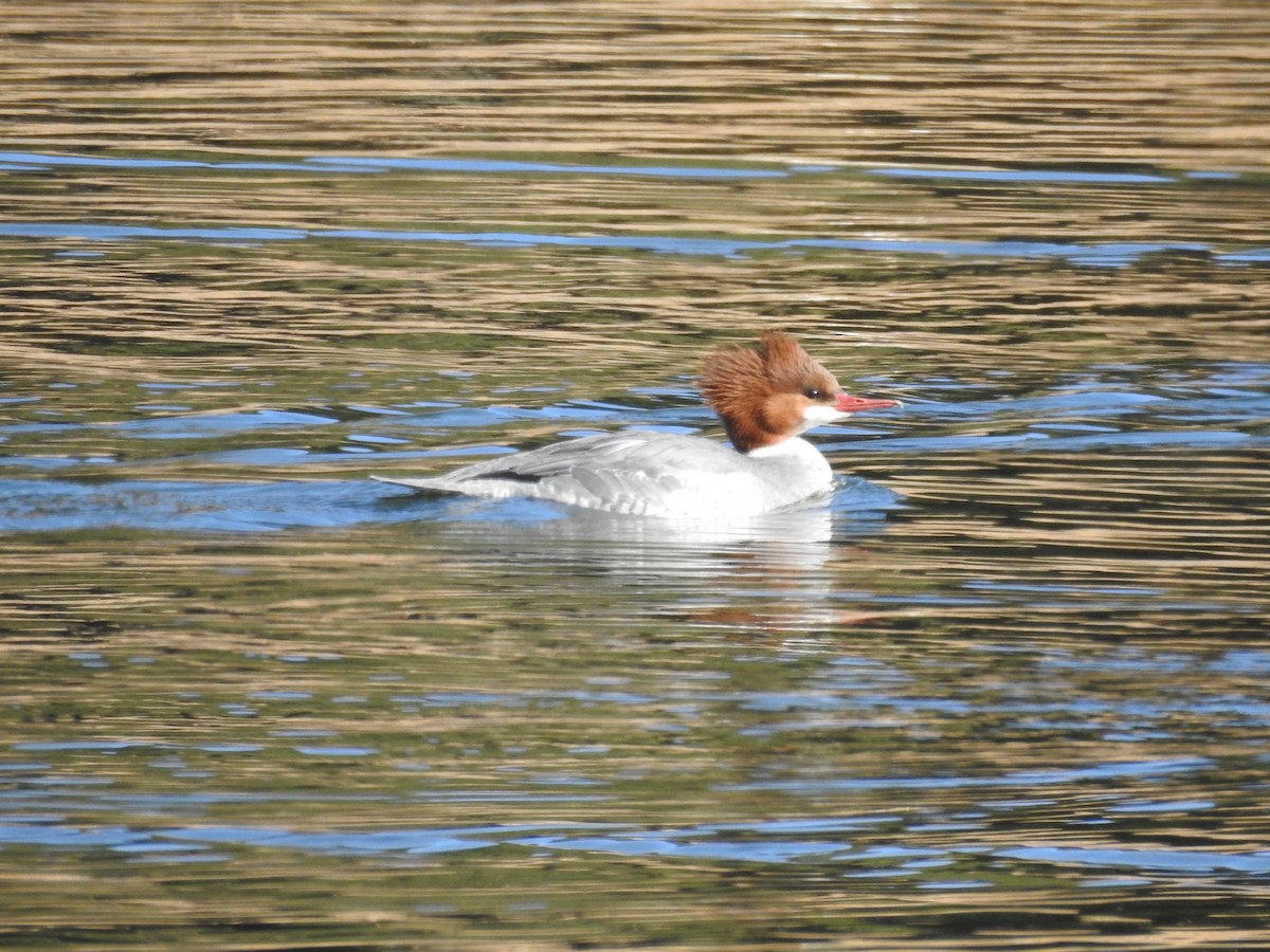 Common Merganser - ML82732831