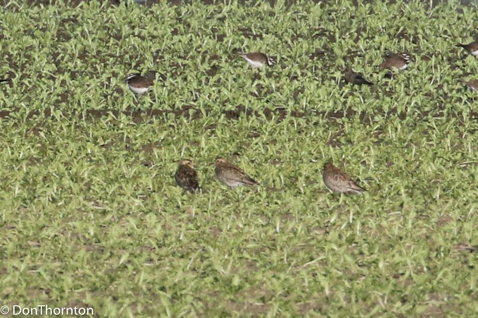 Pluvier fauve - ML82733071