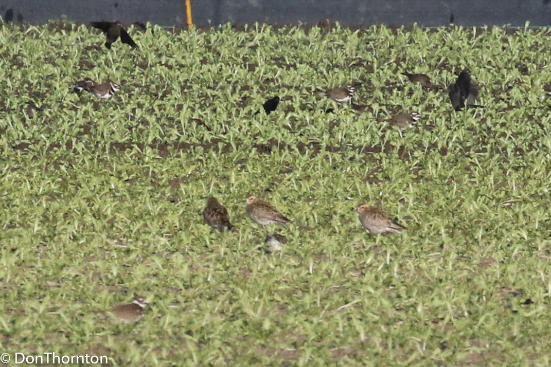 Pluvier fauve - ML82733081