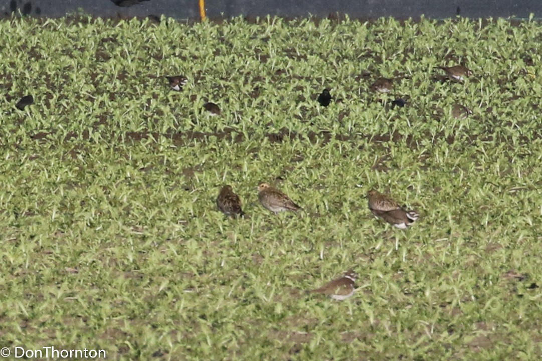 Pluvier fauve - ML82733091