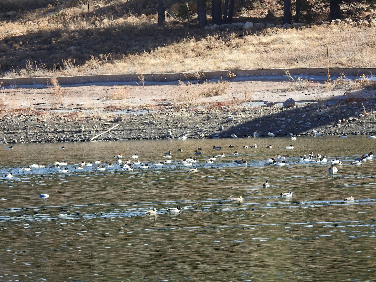 Common Merganser - ML82733501