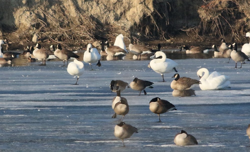 Гунгар хун - ML82734021