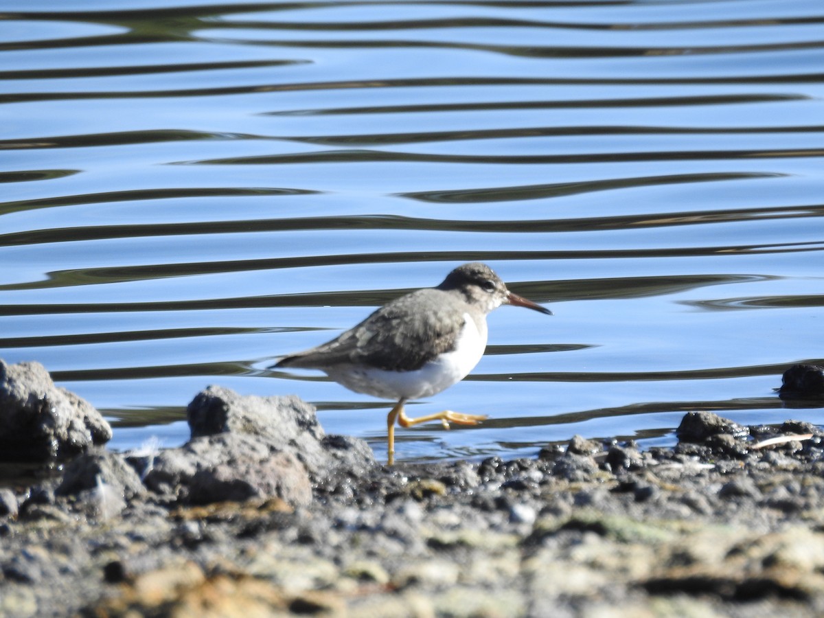 Spotted Sandpiper - Javi Barón