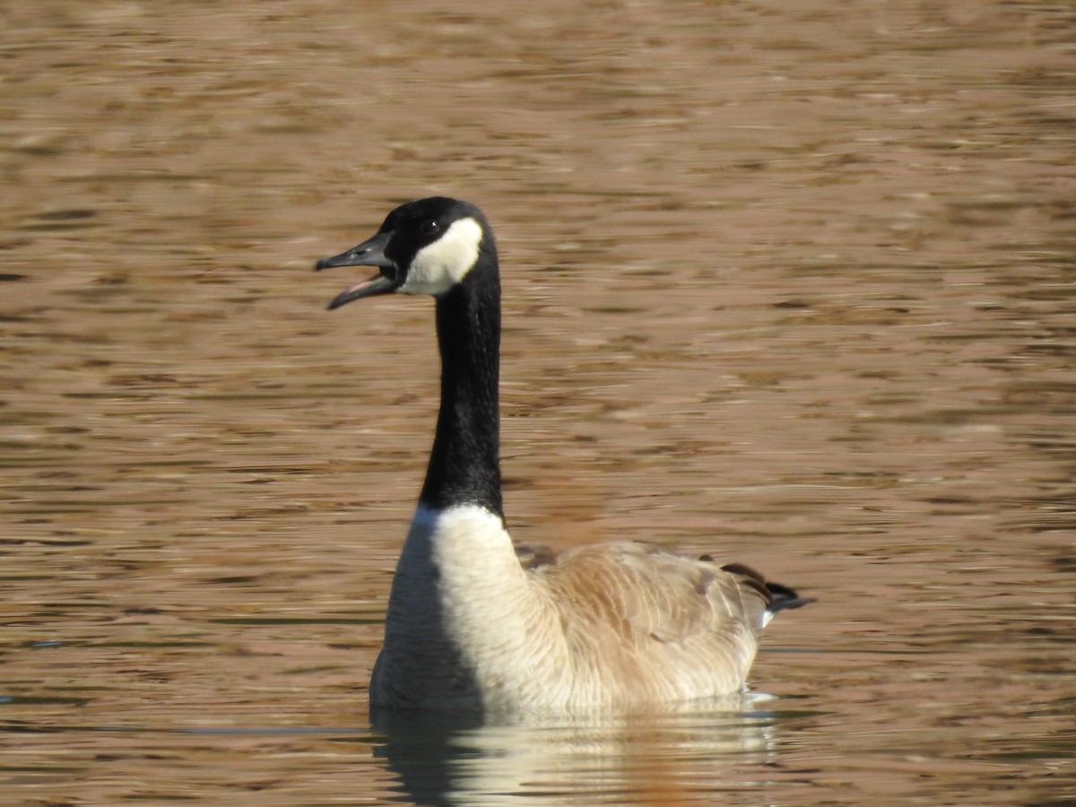 Canada Goose - ML82734141