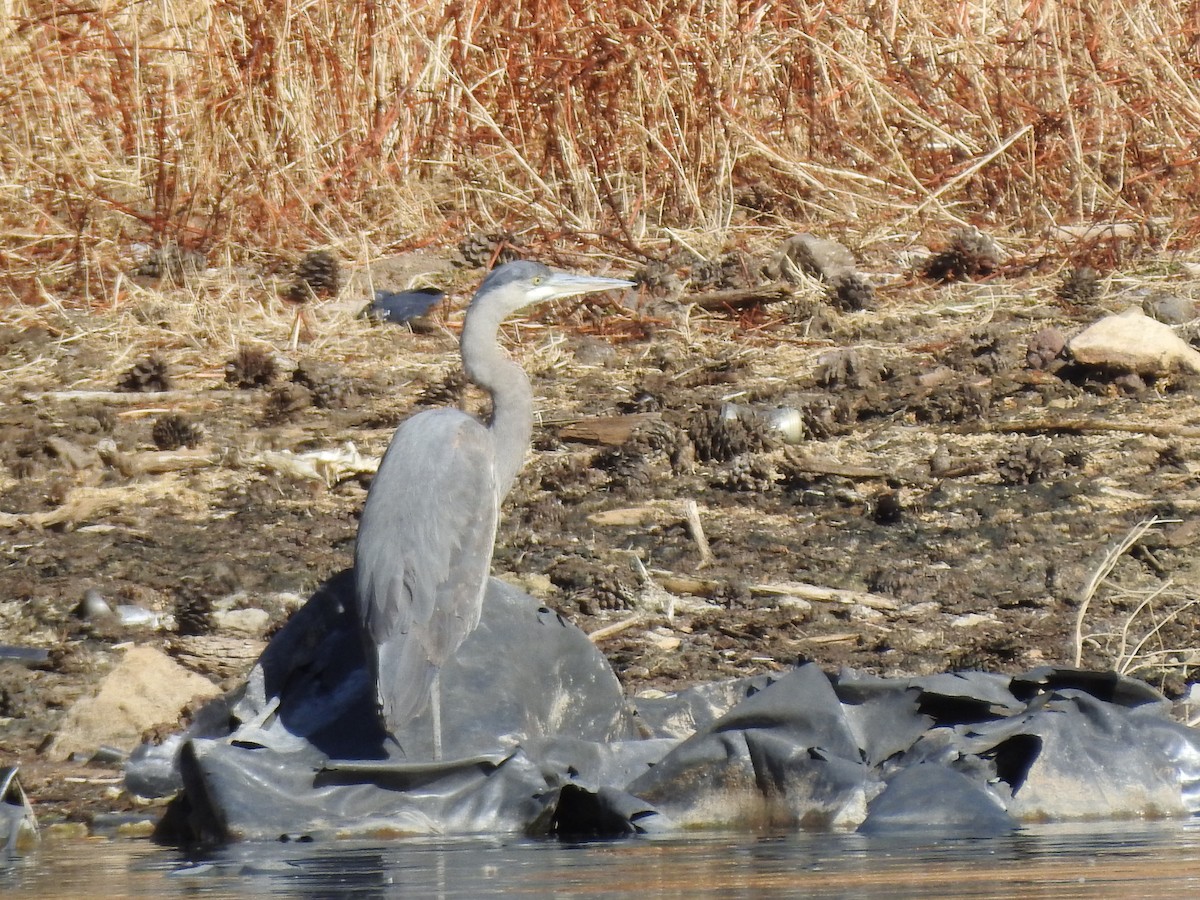 Garza Azulada - ML82734271