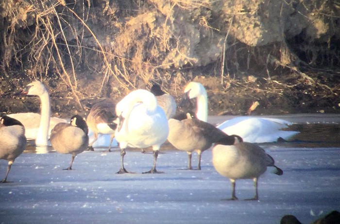 Гунгар хун - ML82734381