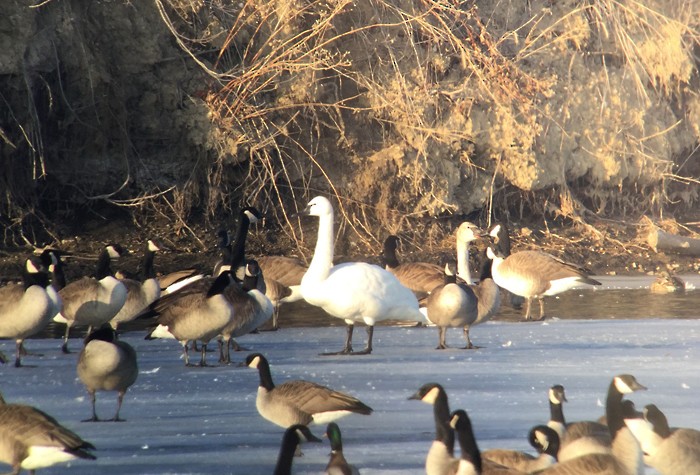 Гунгар хун - ML82734391