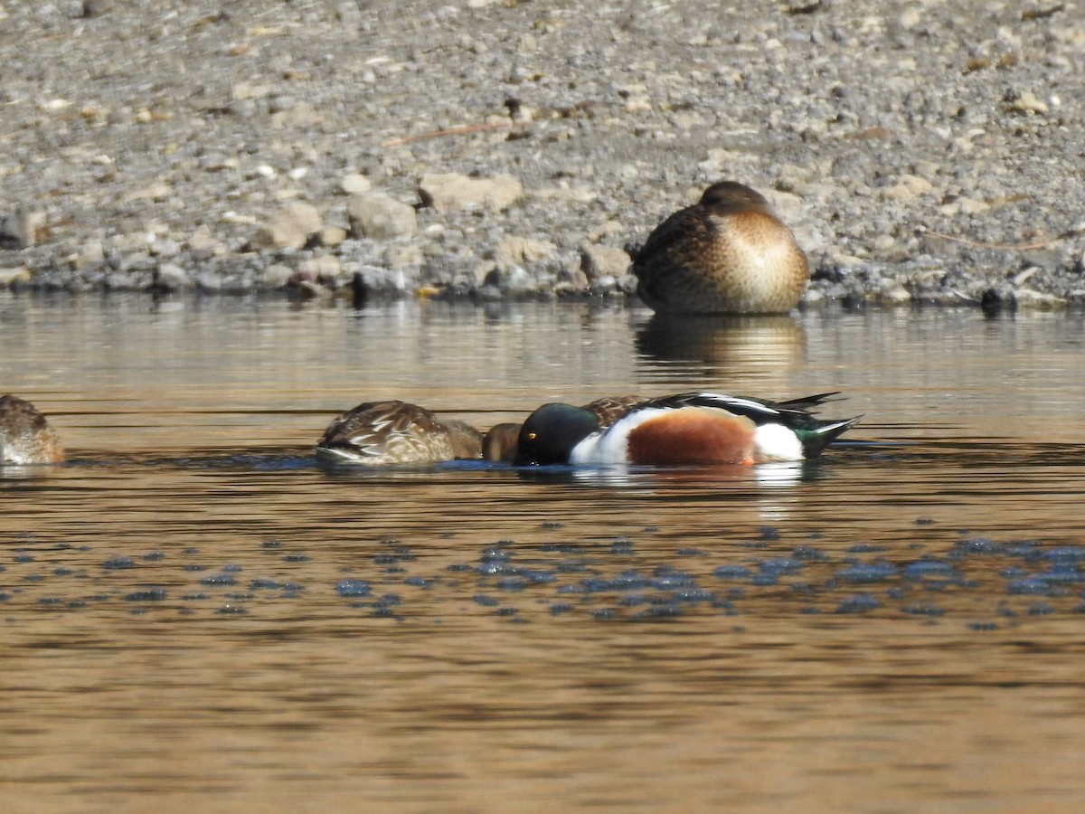 Canard souchet - ML82734591