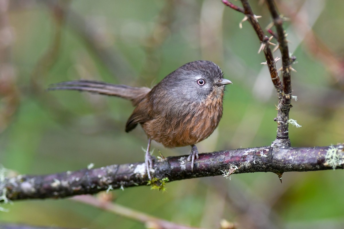 Wrentit - Mike Charest