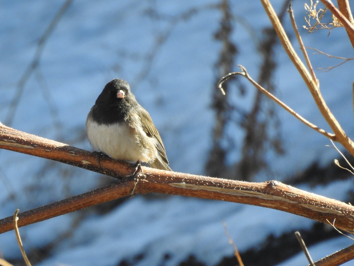 Dark-eyed Junco - ML82735041