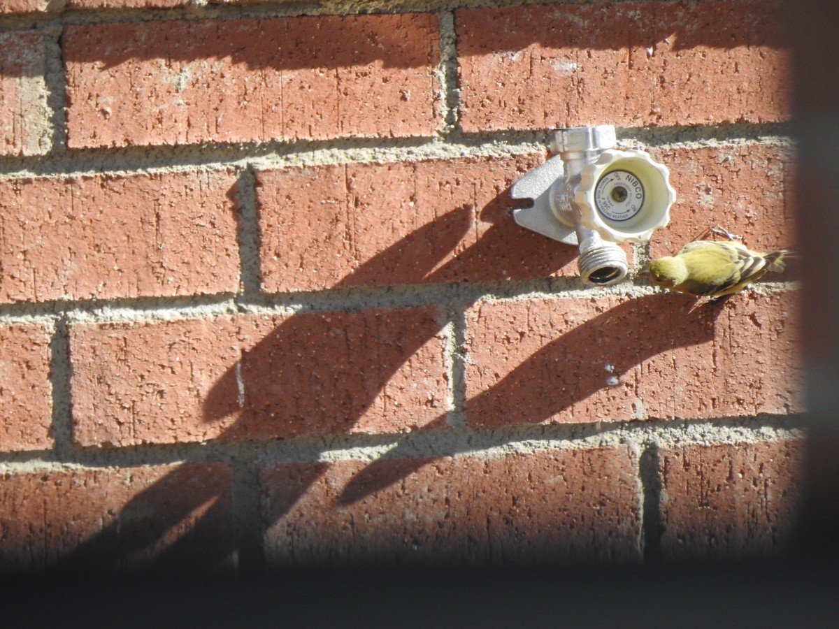 Lesser Goldfinch - ML82735231