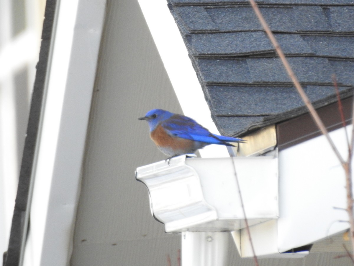 Western Bluebird - ML82735411