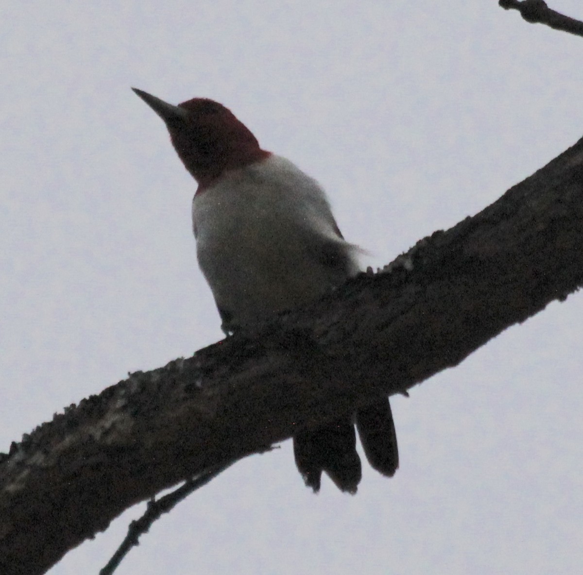 Red-headed Woodpecker - ML82738591