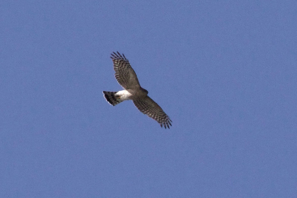 Sharp-shinned Hawk - Ann Van Sant