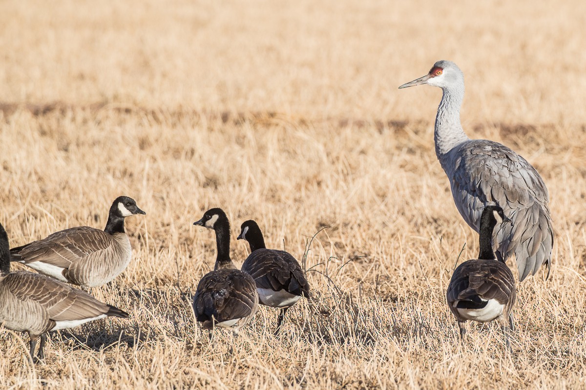 Cackling Goose - Michael Henry