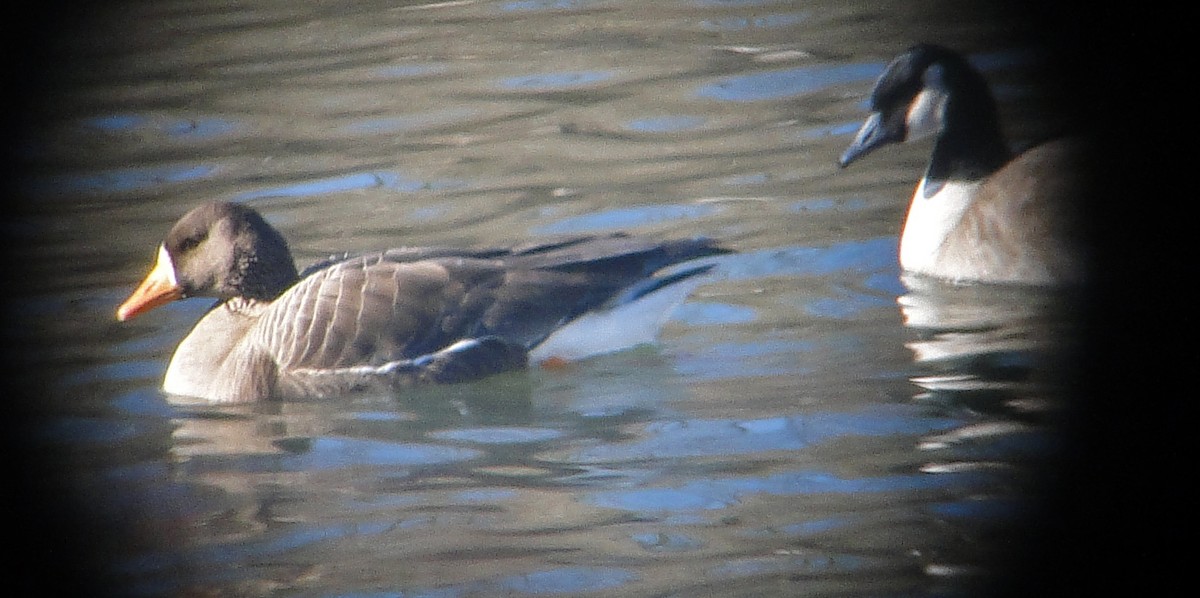 Greater White-fronted Goose - ML82742391