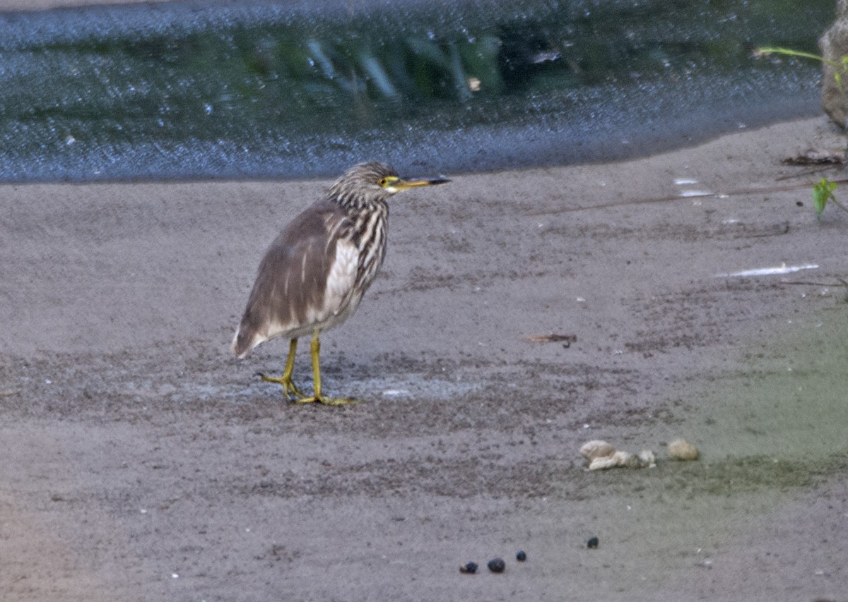 Chinese Pond-Heron - ML82742451