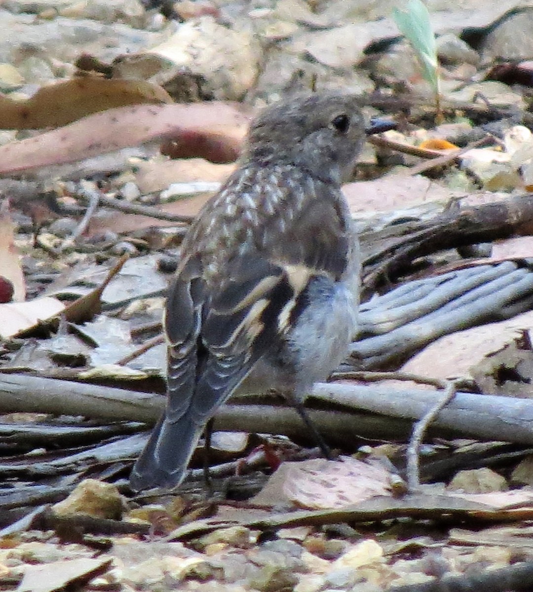 Flame Robin - ML82743071