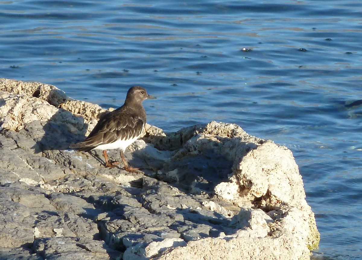 Black Turnstone - ML82743081