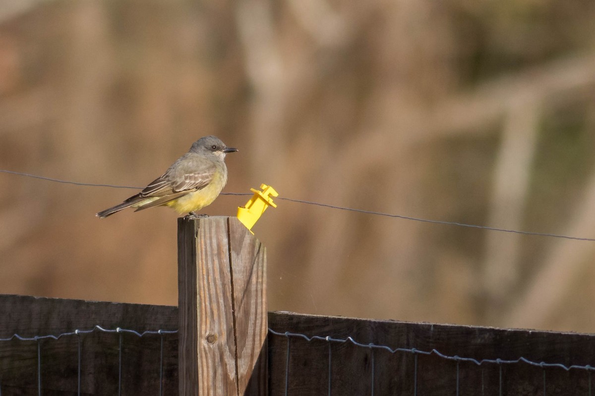 Cassin's Kingbird - ML82743911