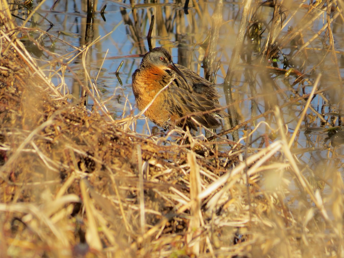 Virginia Rail - ML82744051