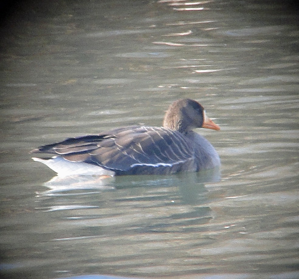 Greater White-fronted Goose - ML82744271