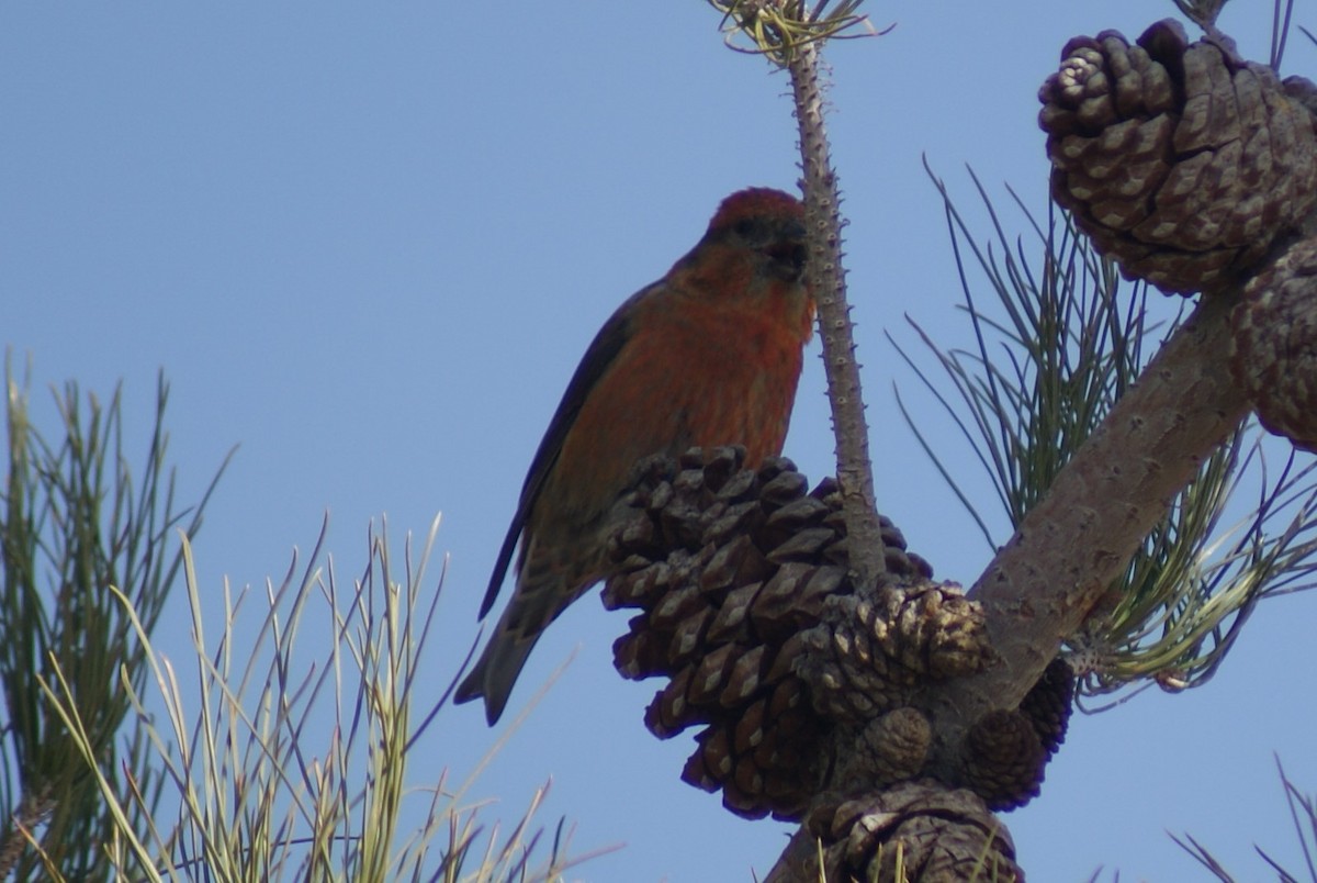 Red Crossbill - ML82746201