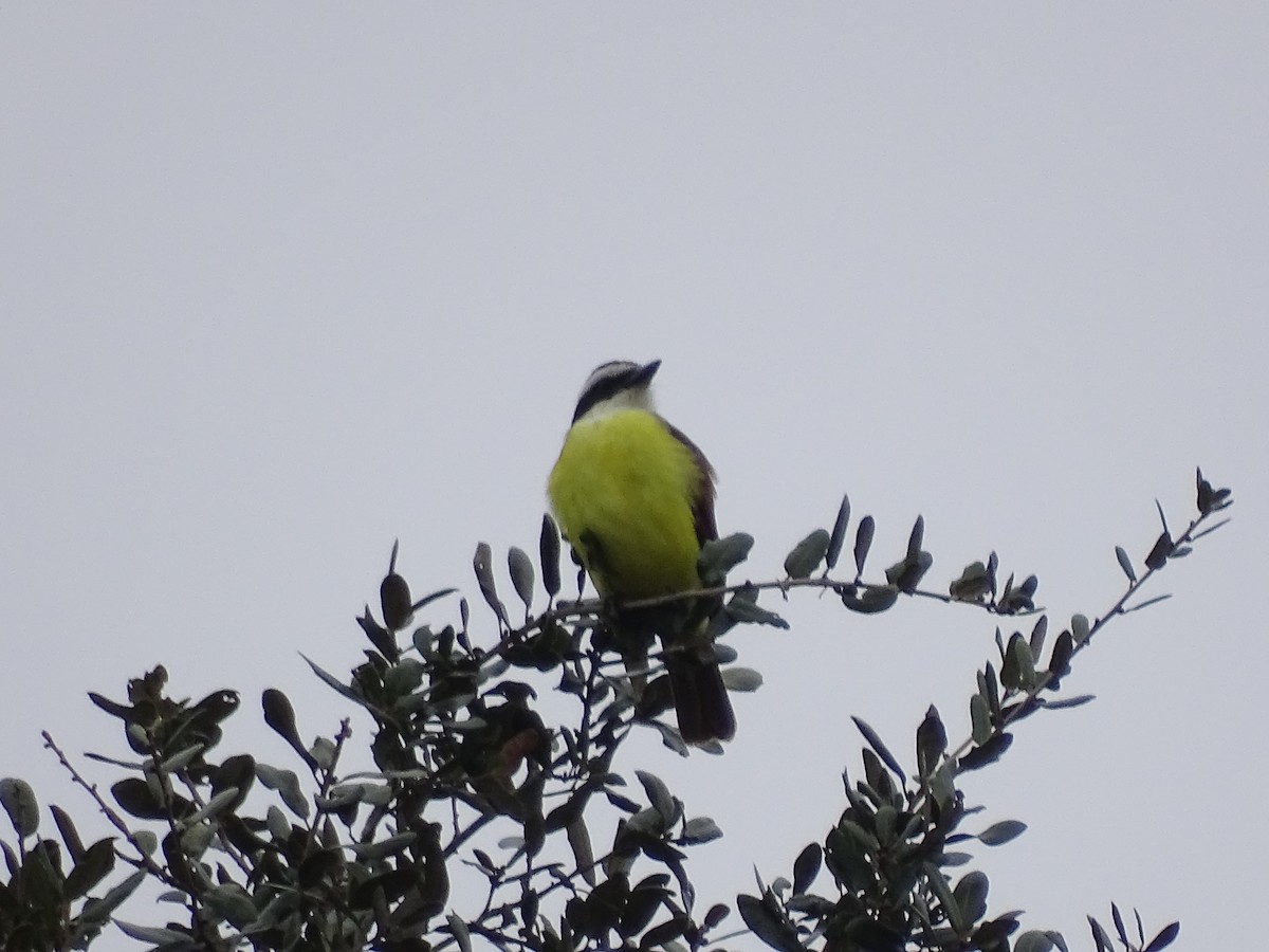 Great Kiskadee - Jane Tillman