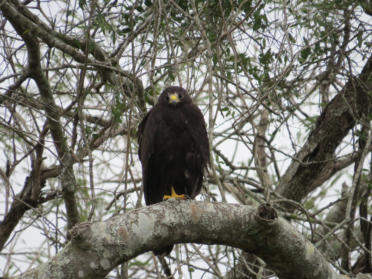 Zone-tailed Hawk - ML82750231