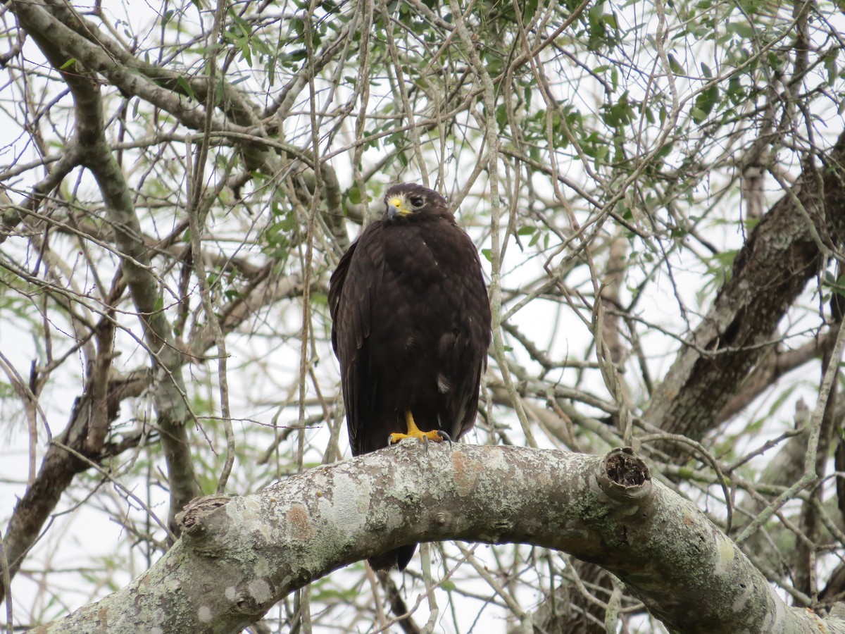 Zone-tailed Hawk - ML82750261