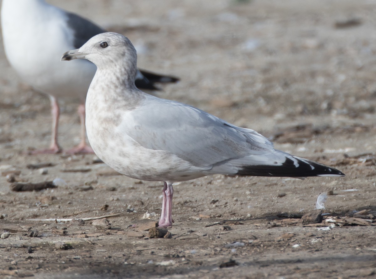 Iceland Gull - ML82753261