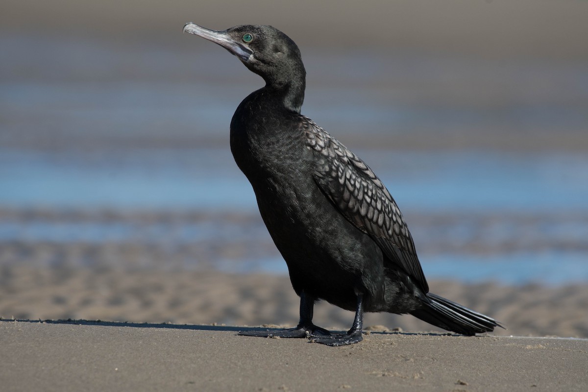 Little Black Cormorant - Terence Alexander