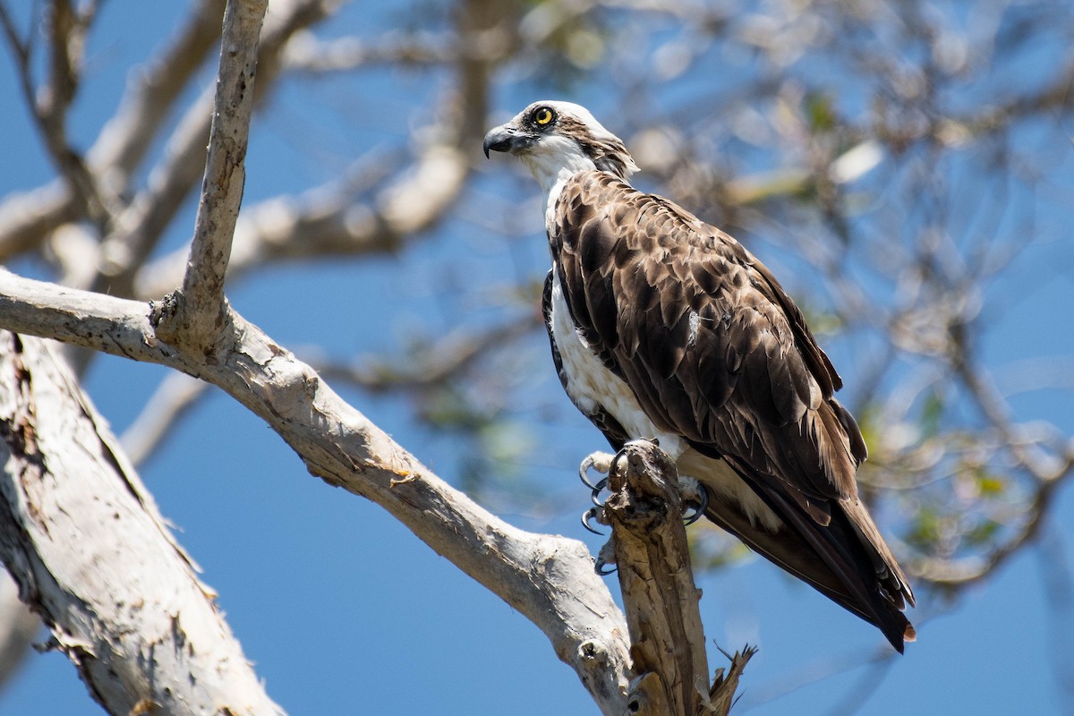 Osprey - Terence Alexander