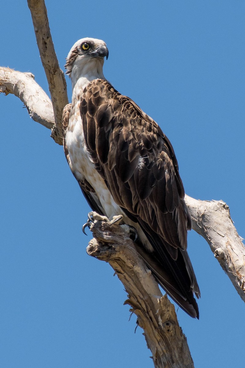 Osprey - Terence Alexander