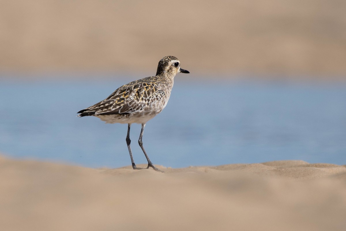 Pacific Golden-Plover - Terence Alexander