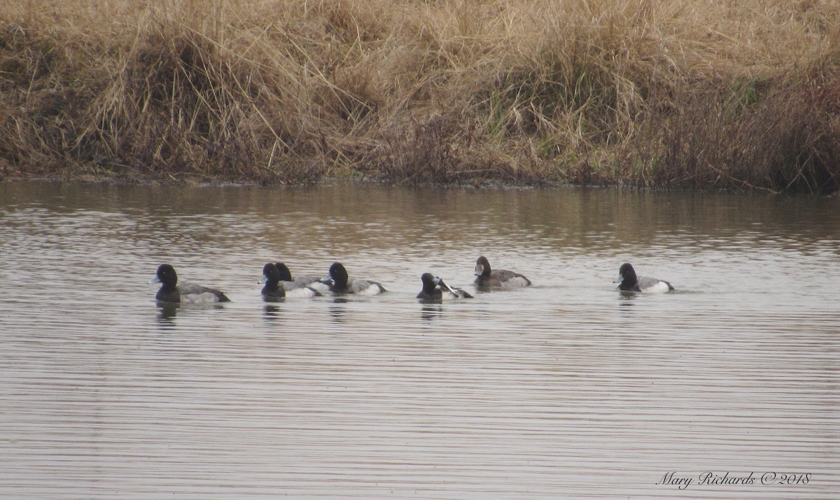 Lesser Scaup - ML82755851