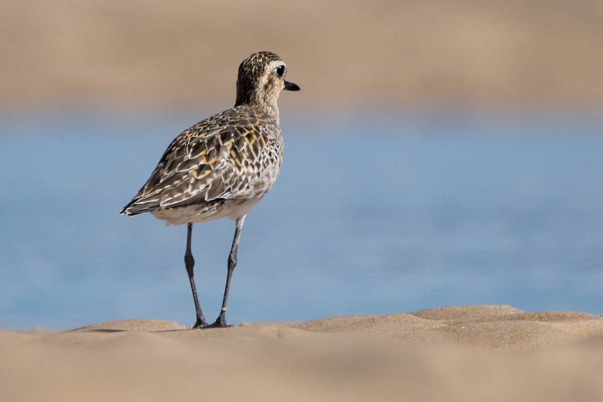 Pacific Golden-Plover - Terence Alexander