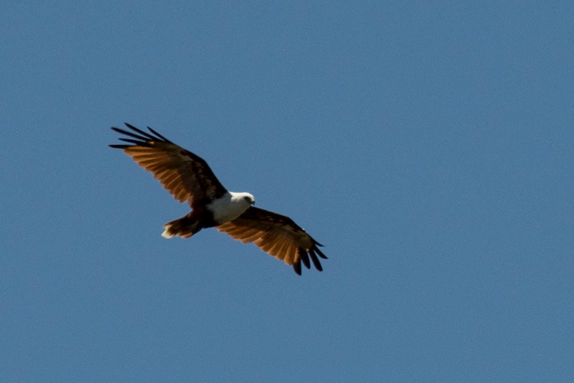 Brahminy Kite - ML82756481