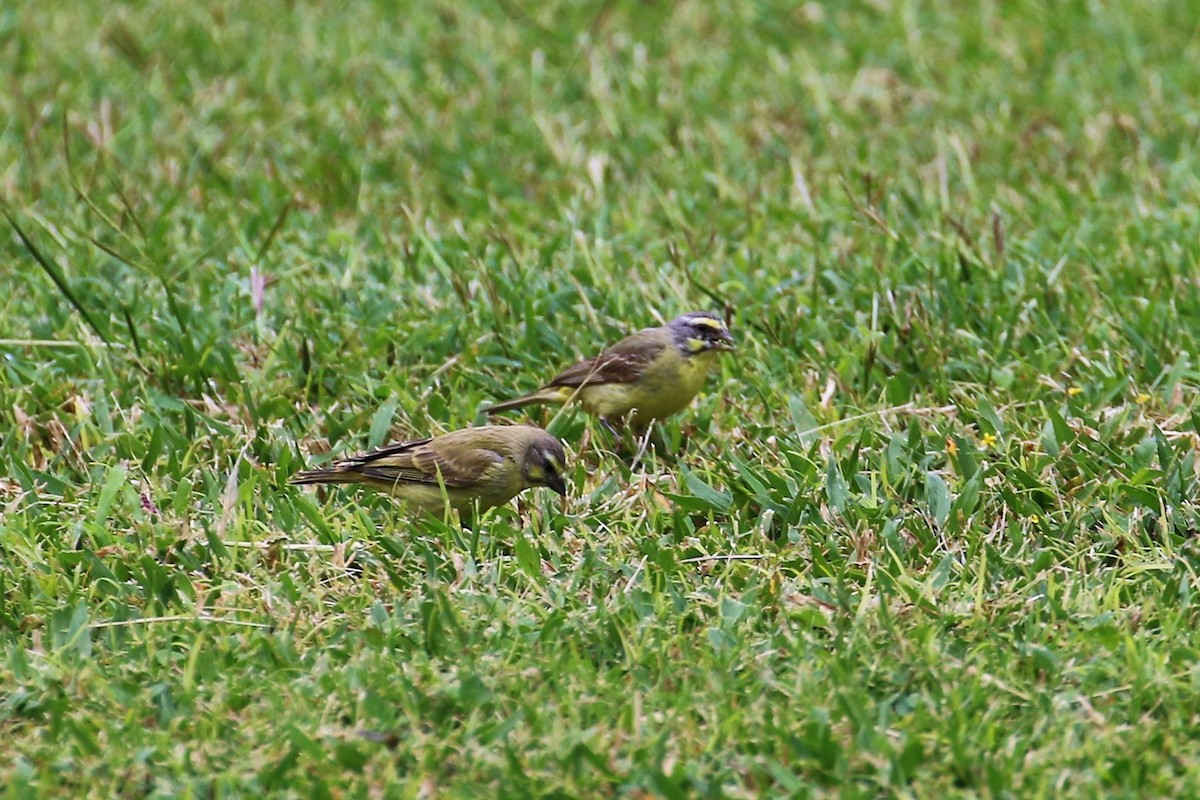 Yellow-fronted Canary - ML82756911