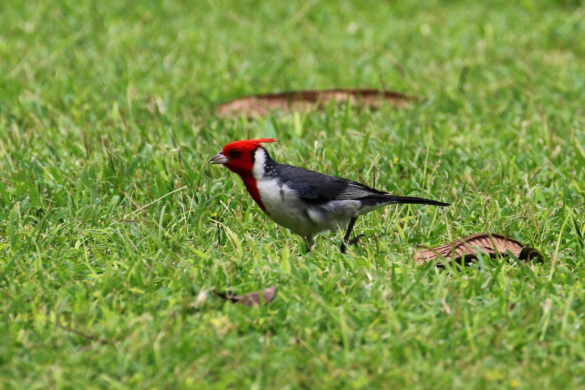 Red-crested Cardinal - ML82757011