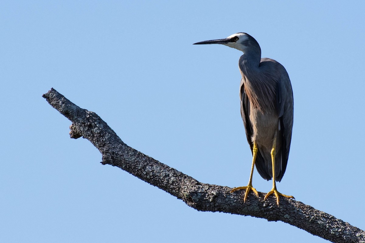 White-faced Heron - Terence Alexander