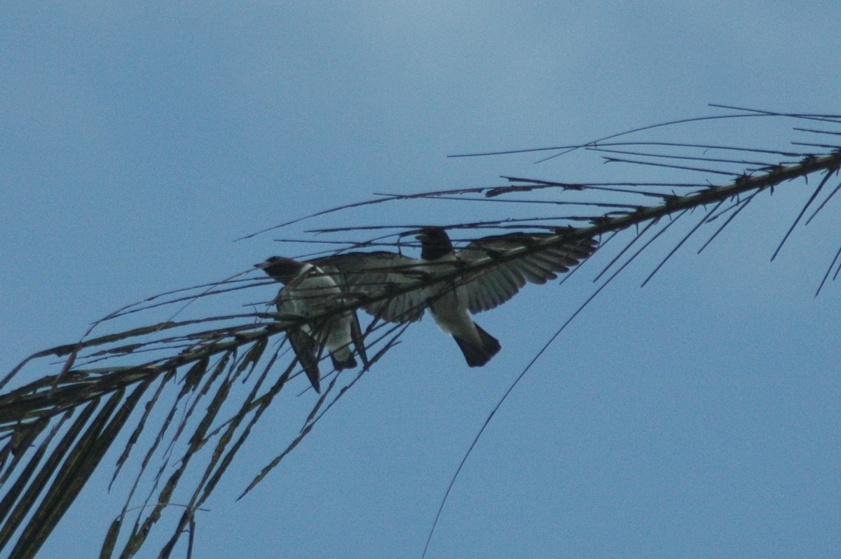White-breasted Woodswallow - ML82757341