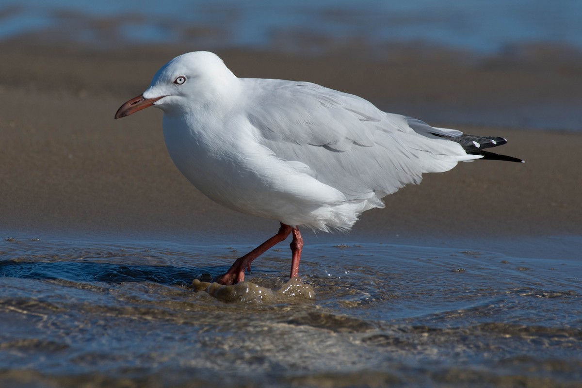 Silberkopfmöwe (novaehollandiae/forsteri) - ML82757351