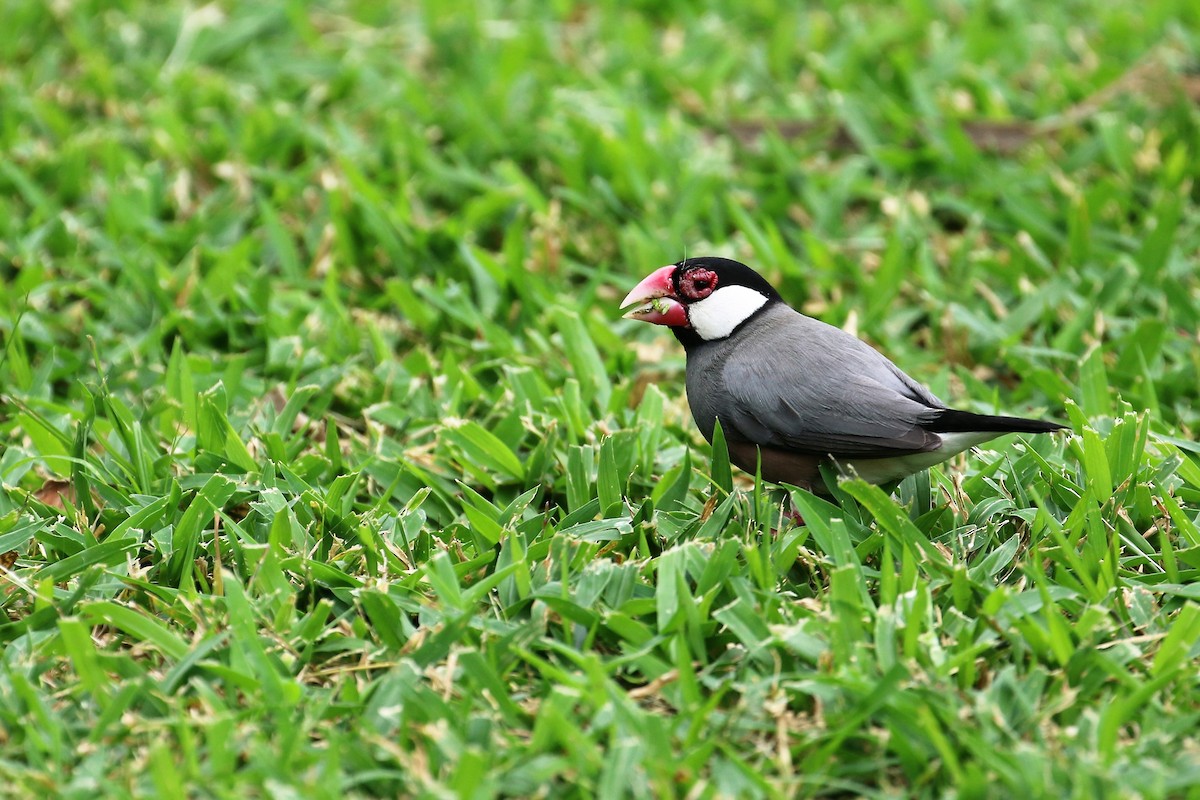 Java Sparrow - ML82757391