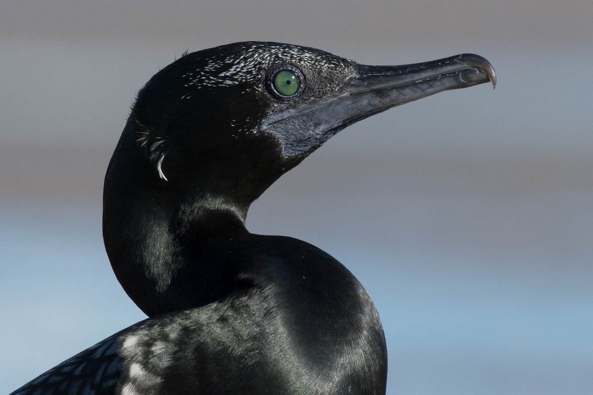 Little Black Cormorant - ML82757931