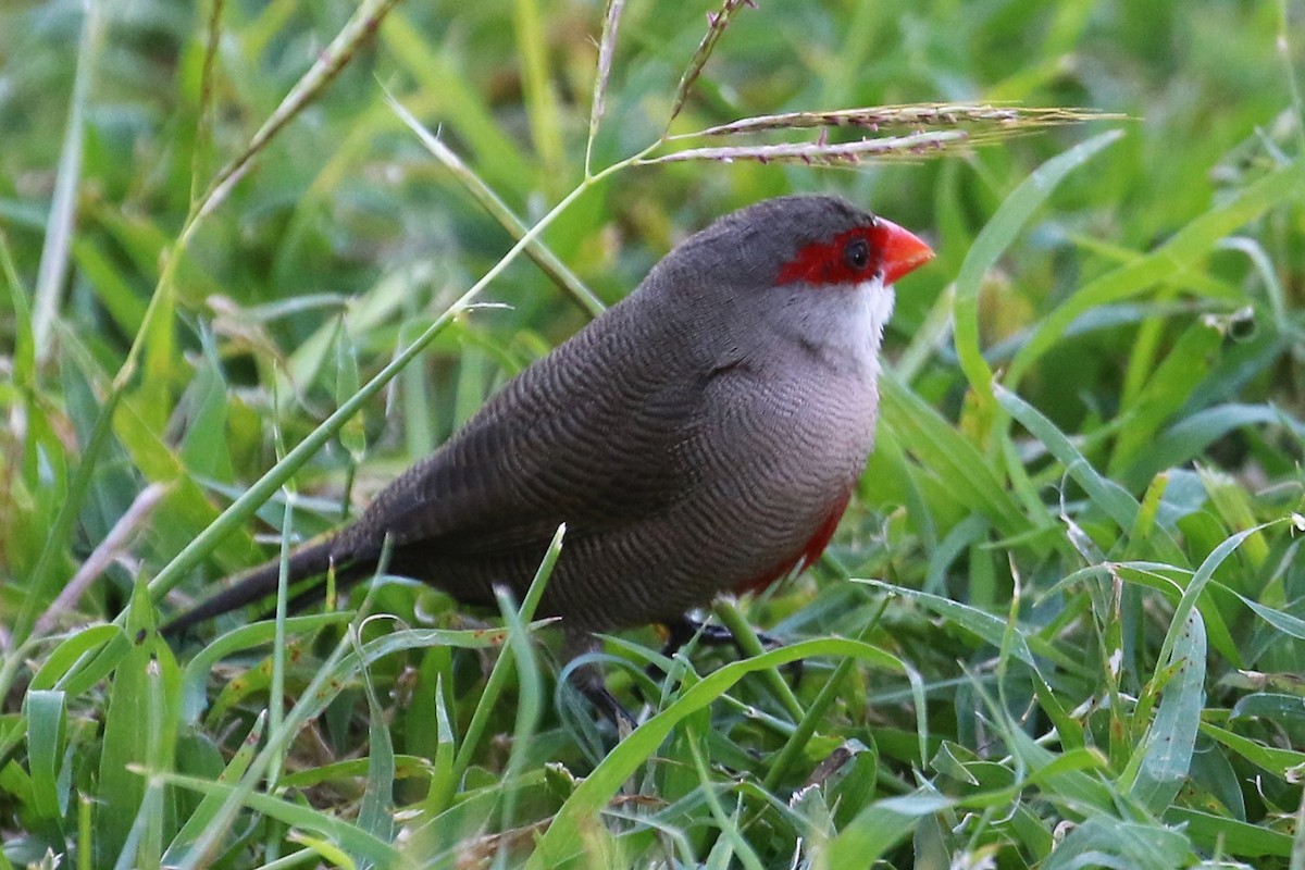 Common Waxbill - ML82758421