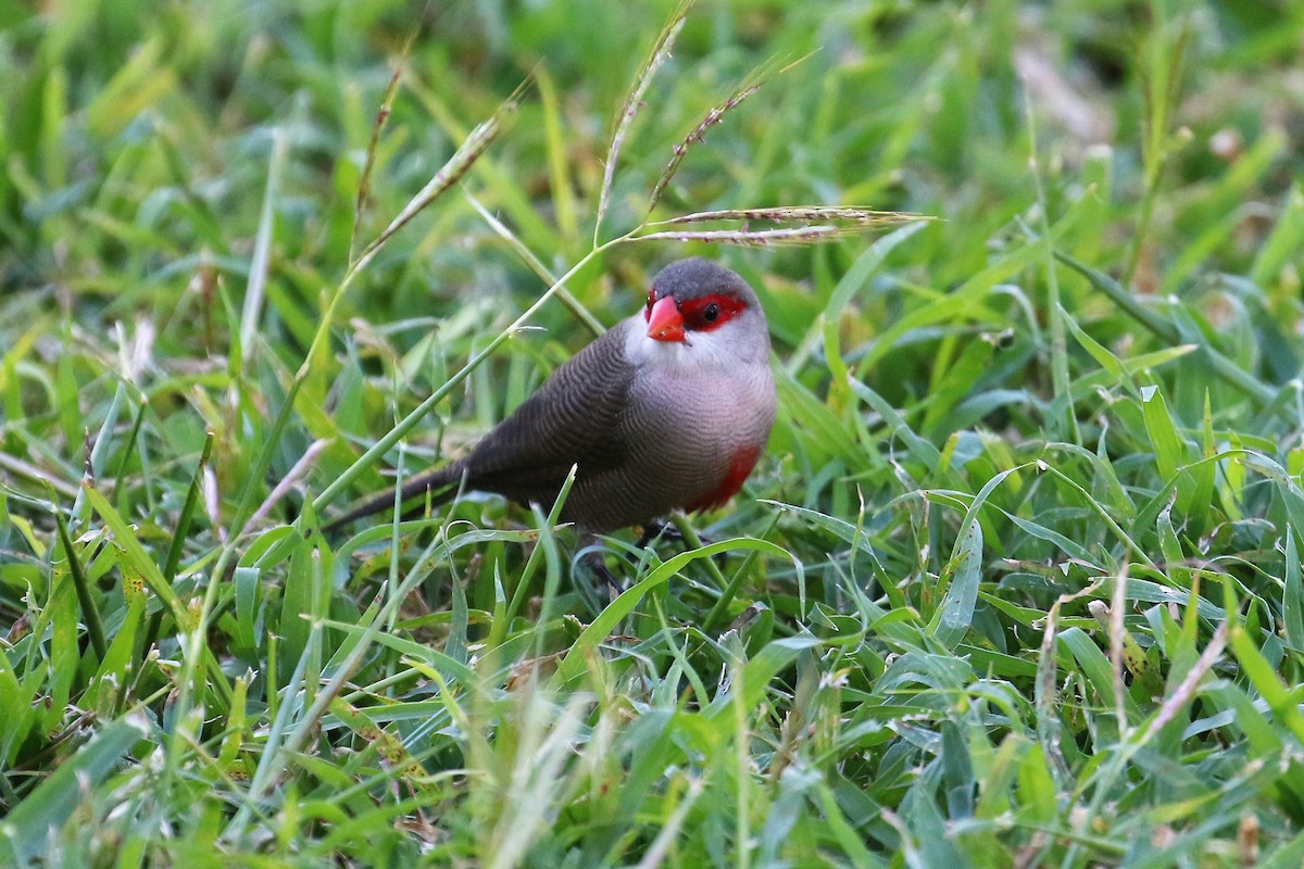 Common Waxbill - ML82758441