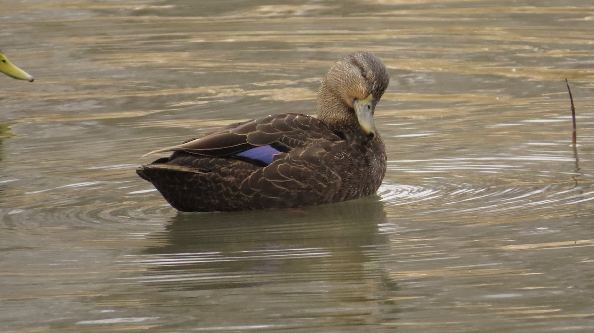 American Black Duck - ML82758461