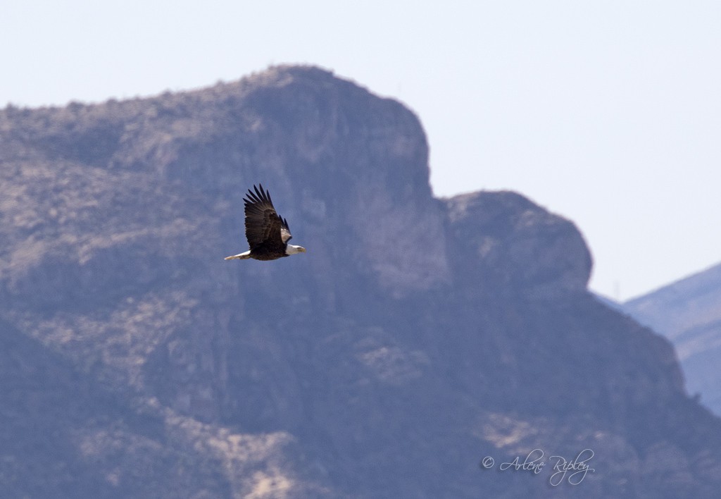 Bald Eagle - ML82758521